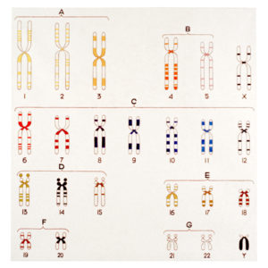 Chromosomenkaart | Robert wevers