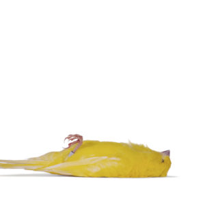 canary # 1 | Robert Wevers