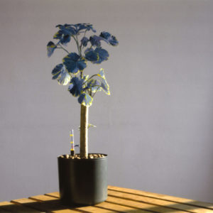 Blue Polyscia - 1996 - 40 x 35 cm - digital print -
